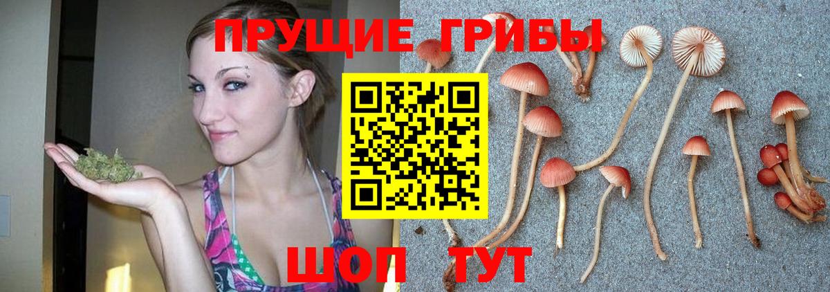Псилоцибиновые грибы Psilocybe  Псилоцибиновые грибы Psilocybe  Калининград  Вход с VPN 